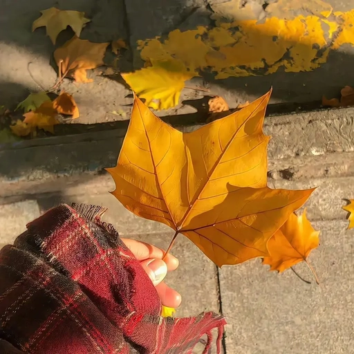 autumn aesthetic pfp art 