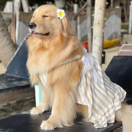 aesthetic preppy pfp kawaii