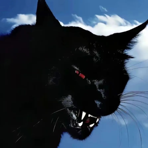 black cat pfp aesthetic