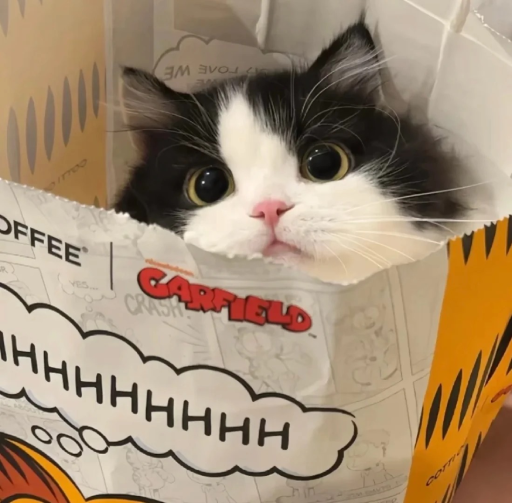 aesthetic adorable cat pfp