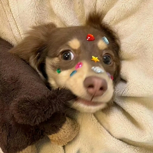 cute dog pfp aesthetic icon