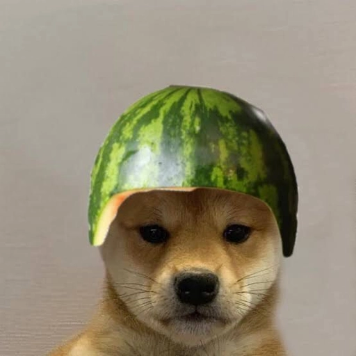 cute dog pfp aesthetic photo