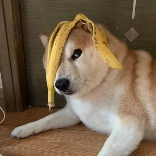 discord dog pfp cute hd