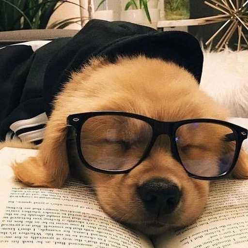 cool dog pfp hd profile