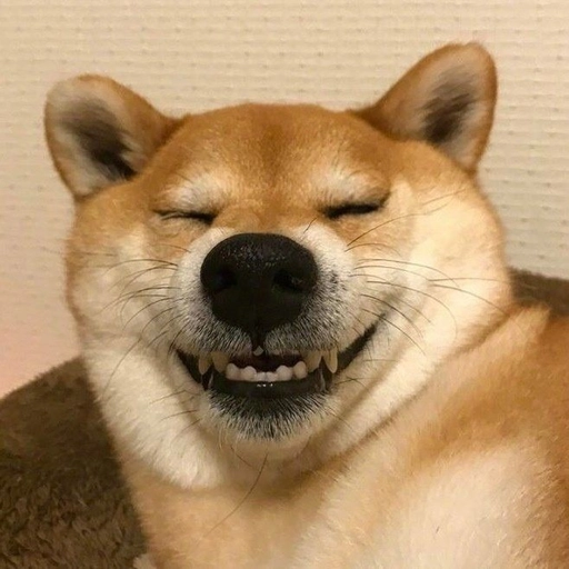 funny dog pfp meme reaction face