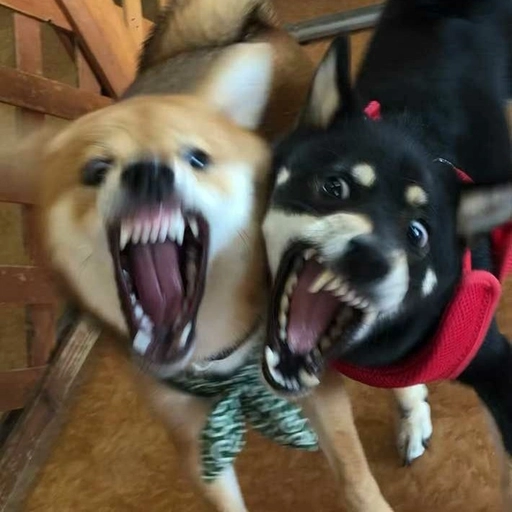 discord dog pfp funny emoji meme