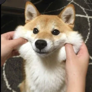 dog pfp aesthetic warm cartoon style