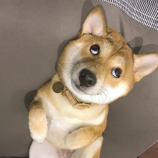 discord dog pfp retro