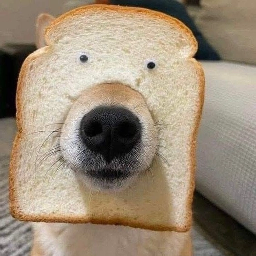 dog pfp discord retro