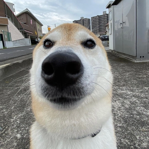 dog pfp cute playful