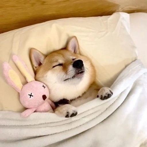 chill dog pfp soft gradient