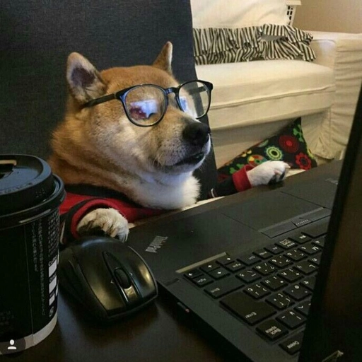 funny dog pfp for discord meme parody