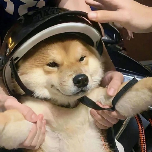 dog pfp stylish profile picture