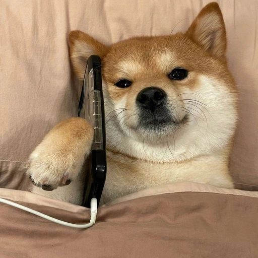 dog pfp meme wallpaper