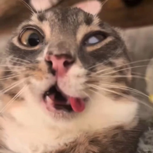 goofy ahh cat pfp pic