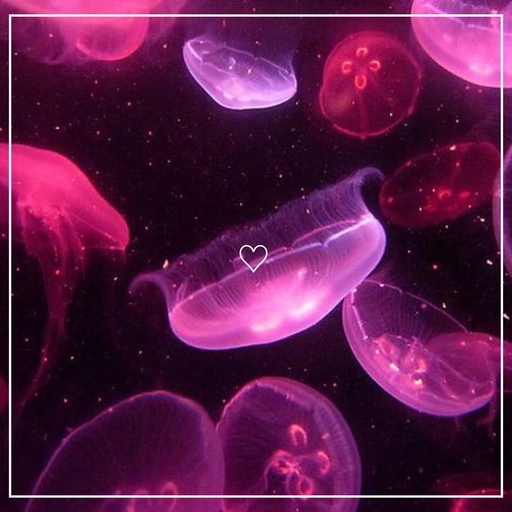 cute jellyfish pfp cartoon