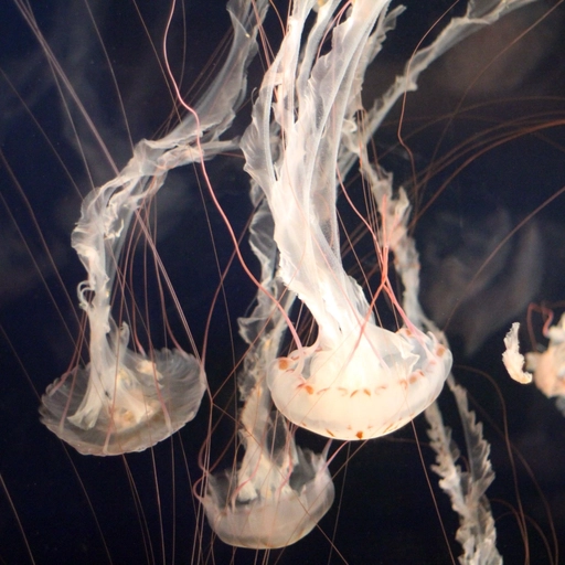 moon jellyfish pfp glowing aesthetic