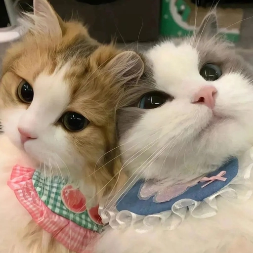 best matching animal pfp 