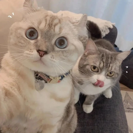 matching animal pictures pfp 