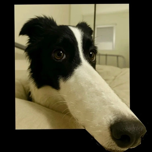 matching pfp ideas animals 