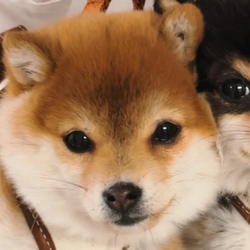 matching pfp animals with cute pets 