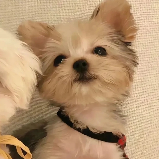 animal crossing matching pfp 