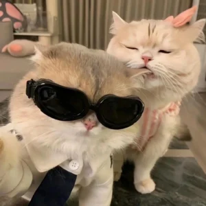 cute matching animal pfp