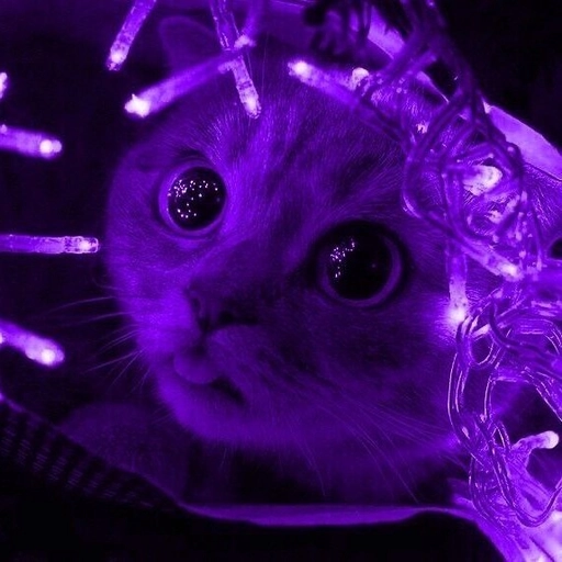 purple pfp cat cute