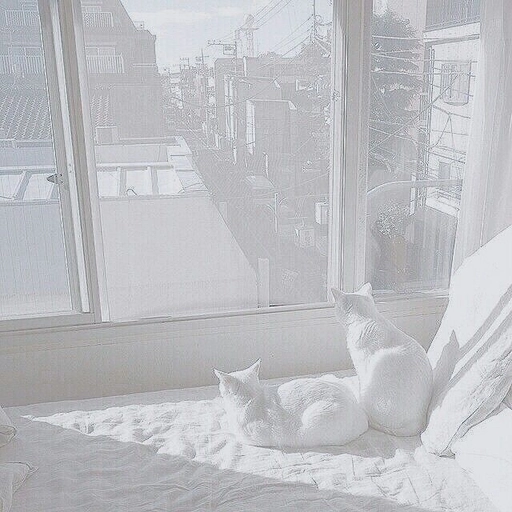 pfp aesthetic white dp