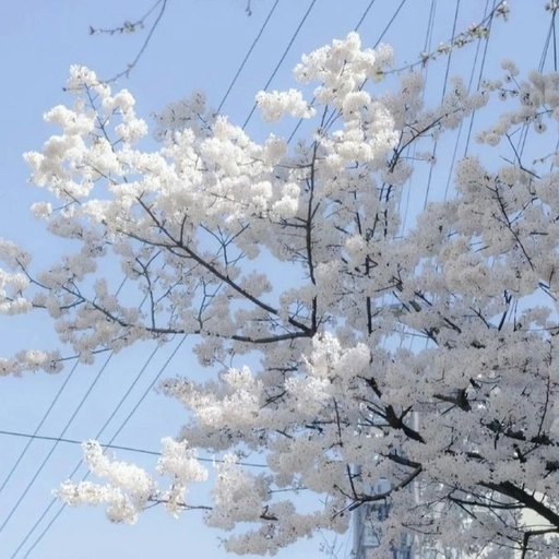 snow white aesthetic pfp art