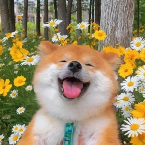 pfp aesthetic dog images