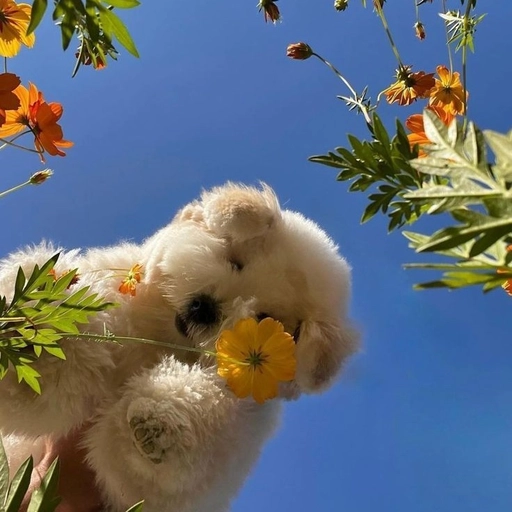 cute puppy pfp aesthetic