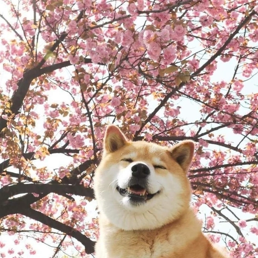 aesthetic dog pictures pfp