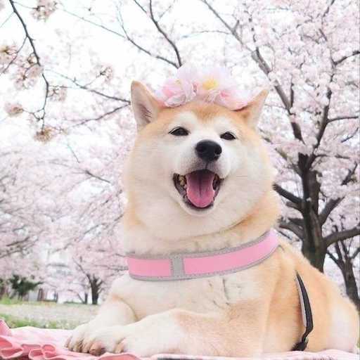 dog pfp aesthetic cute