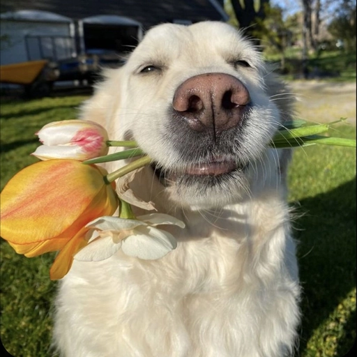 aesthetic dog pfp collection