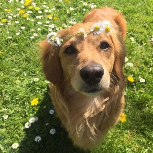 cute doggo pfp aesthetic