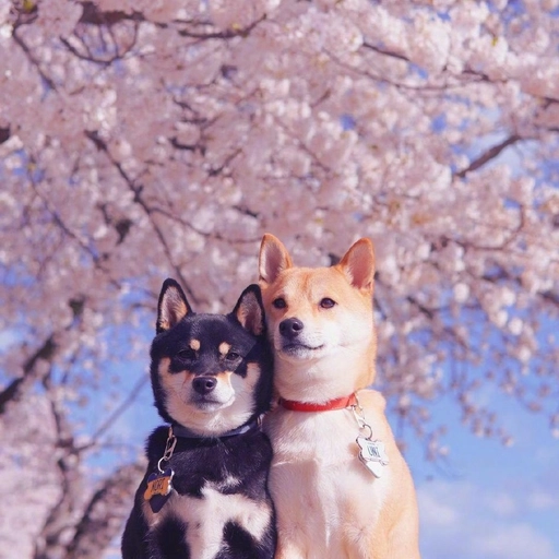 dog aesthetic pfp tumblr