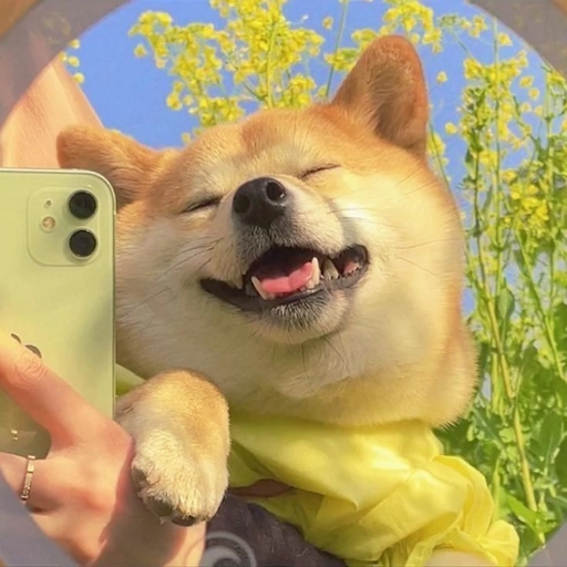 aesthetic dog pfp for Pinterest