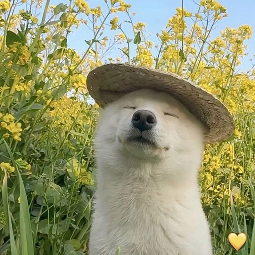 dog pics aesthetic pfp