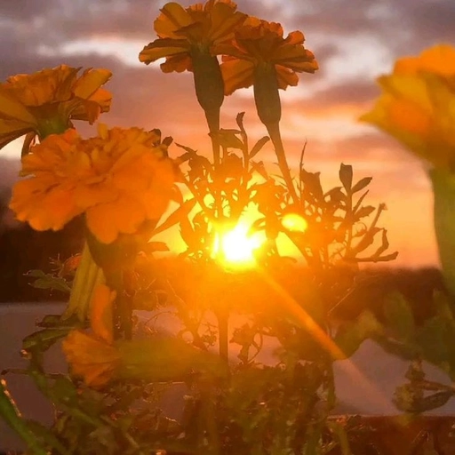 pfp aesthetic sunset vibes