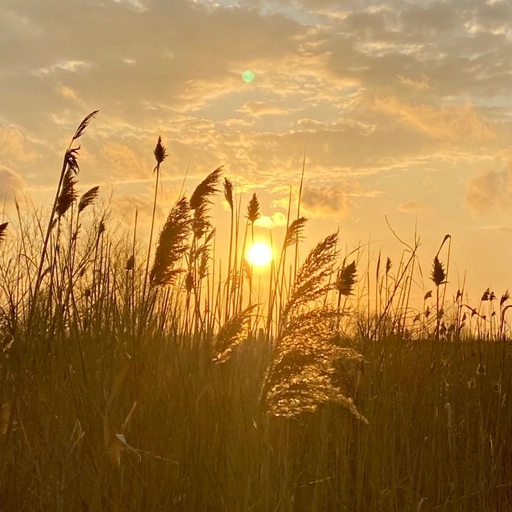 aesthetic pfp sunset background