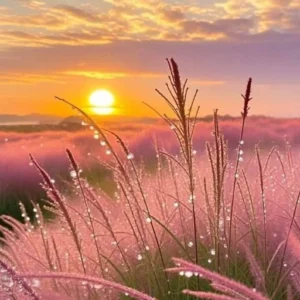 sunset aesthetic pfp