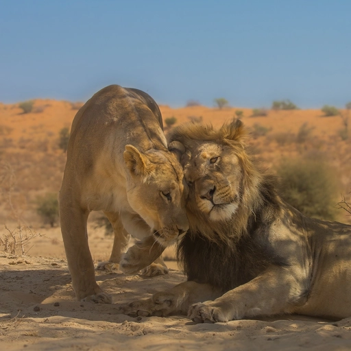 stylish matching pfp couple