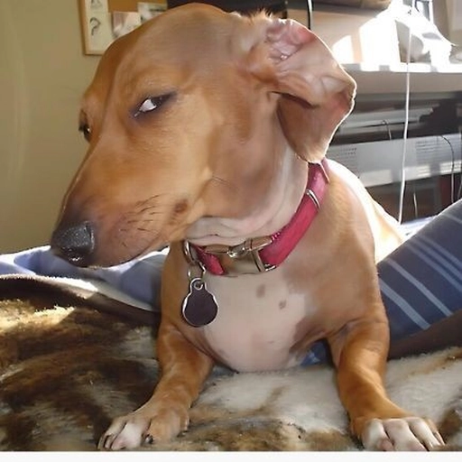 meme pfp reaction pic