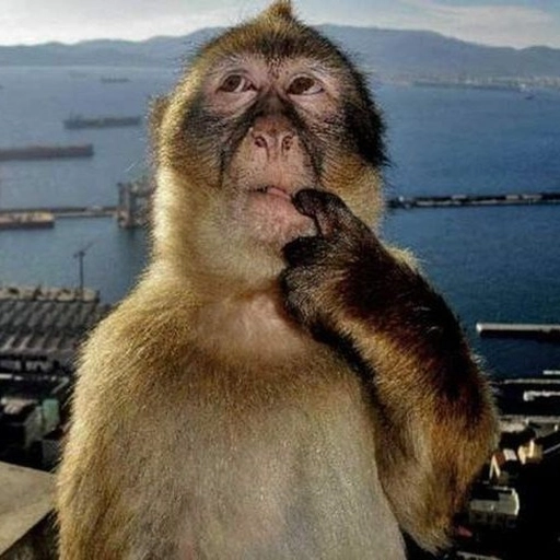 meme pfp for discord