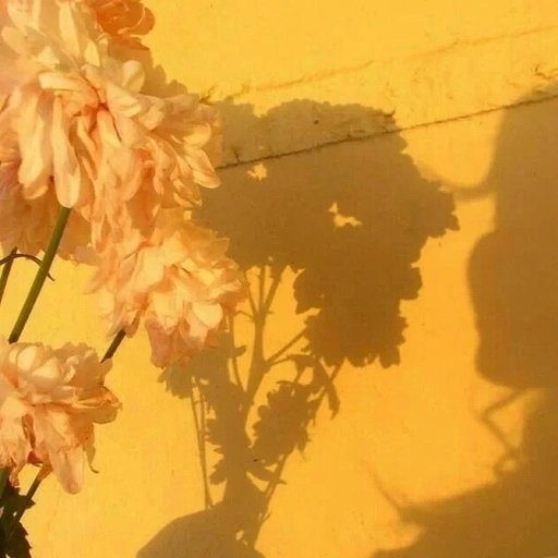 yellow aesthetic pfp photography