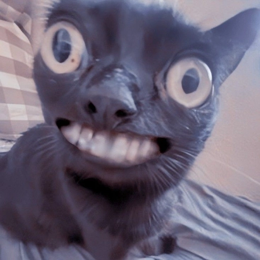 cool funny cat pfp sunglasses