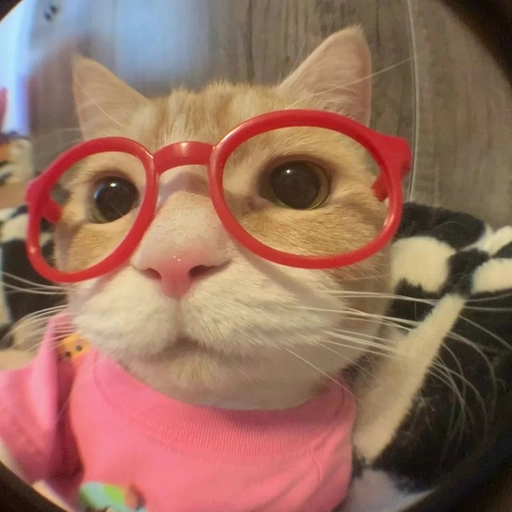 funny cat pfp silly face