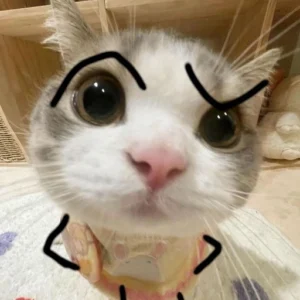 cat funny pfp playful pose