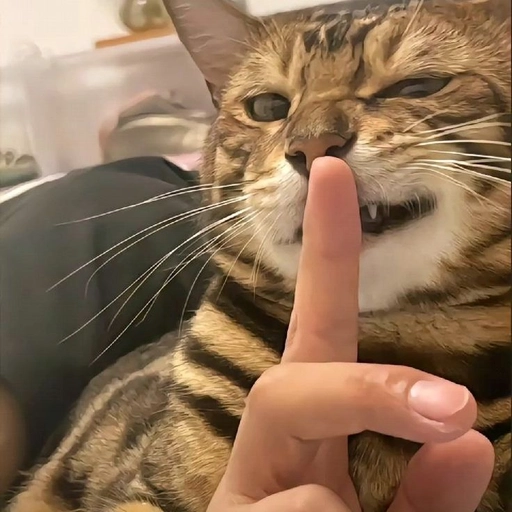 funny cat pfp tongue out